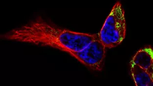 Functional Cell Analytics Morphology and Dynamics