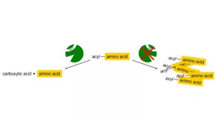 Aminoacylases in Health and Disease