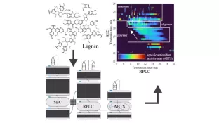 Antioxidant Activity of Kraft Lignin using Off-line 2D Chromatography