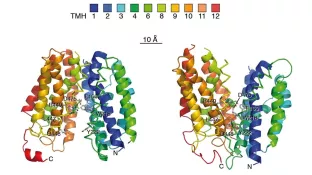 Structure and Function of Organic Cation Transporters