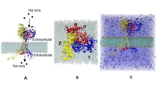 Exploring the structural dynamics and potential gating mechanisms of the Epithelial Sodium Ion Channel (ENaC)