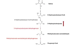 Disorders of Human Valine Catabolism – Key Metabolites and Pathomechanisms