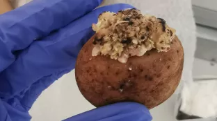 Knolle mit Wucherung_1.jpg