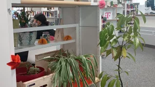 Pflanzentauschbörse Bibliothek Sankt Augustin