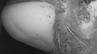 Fliegenauge Mikroskop Zoom Ausstellung 2026 Foto H-BRS