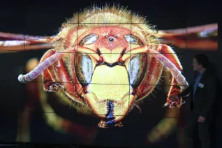201405_fbinf_ivc_hornet_10.jpeg(DE)
