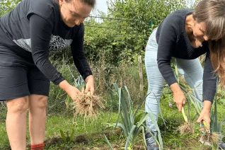 KLUGER Citizen Science Versuch Lauchernte
