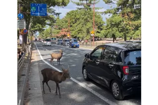 heilige, freilaufende Hirsche in Nara - Japan