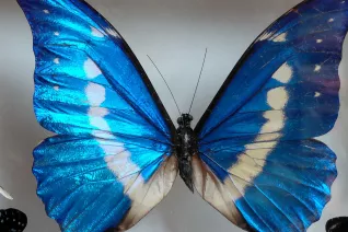 Wiltrud Terlau Austausch Peru 2026