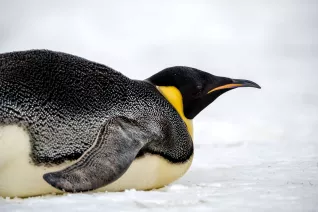 Pinguin auf Eis
