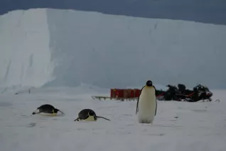 Pinguine vor Motorschlitten