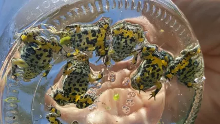 Kleine Gelbbauchunken ISF Foto Christopher Becher