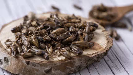 Symbolbild_Ausstellung_Future_Food_Insekten