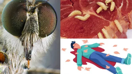 Teaserbild_Vortrag_Forensic_Entomology_COLOURBOX41527184_COLOURBOX2943820_COLOURBOX1730661