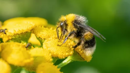 Insekt Biene Schmuckbild COLOURBOX46295635 