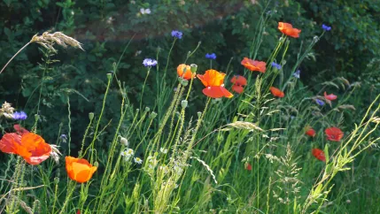 Blumenwiese Projekt Vernetztes Rainland Foto Lukas Lindenberg 
