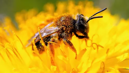 Biene Insekten Naturschutz Umwelt DINA_COLOURBOX61286524