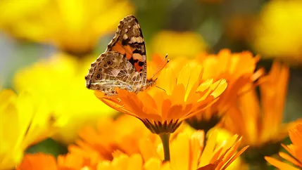 Schmetterling, DINA
