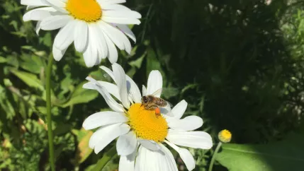 dina_bluete-mit-biene_foto_eva_tritschler.jpg (DE)