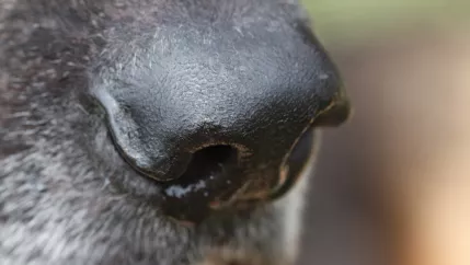 hund_schnauze_colourbox_9441410.jpg (DE)