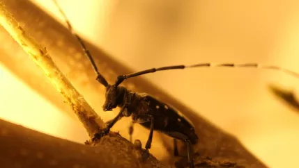 Asiatischer Laubholzbockkäfer (DE)