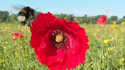 mutke-mohn_teasercut.jpg (DE)