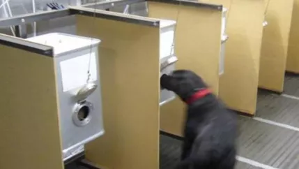 vdi_hunde.jpg (DE)