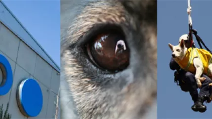 spuerhunde_logo_contentbild.jpg (DE)