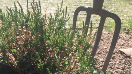 staude_mit_spaten_foto_eva_tritschler_3291.jpg (DE)