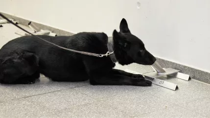 trackdog_drago_signalisiert_positiven_fund_2021-02-23_foto_eva_tritschler_0413.jpg (DE)