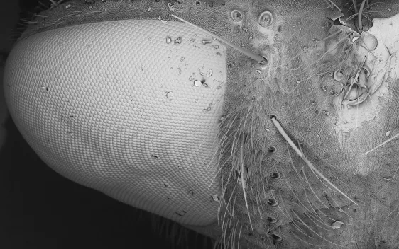 Fliegenauge Mikroskop Zoom Ausstellung 2026 Foto H-BRS