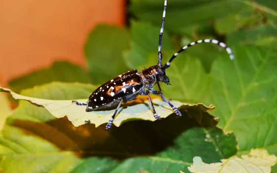 asiatischer_laubholzbockkaefer.jpg(DE)