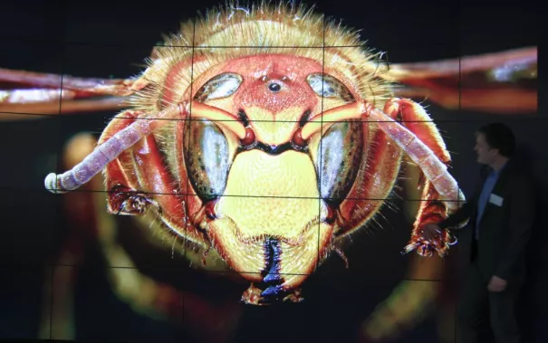 201405_fbinf_ivc_hornet_10.jpeg(DE)