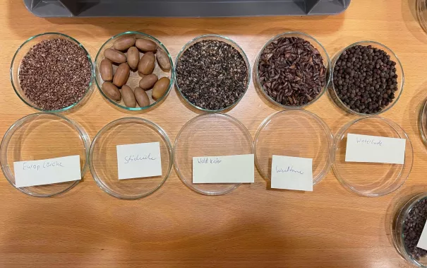 20231016_fbinf_Garrulus_seeds_Ahmad_Drak.jpeg