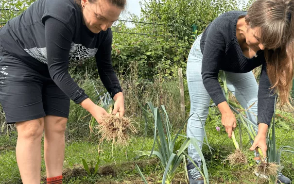 KLUGER Citizen Science Versuch Lauchernte