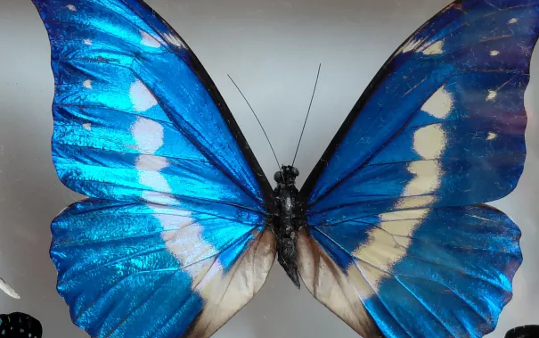 Wiltrud Terlau Austausch Peru 2026