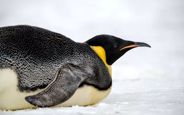 Pinguin auf Eis