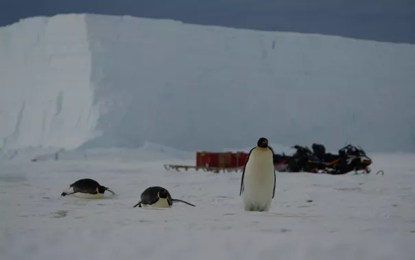 Pinguine vor Motorschlitten