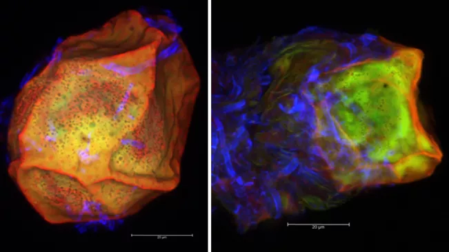 Dauersori Projekt Synergie