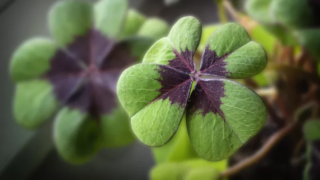 Symbolbild_Glueck_Glueckstag_Colourbox