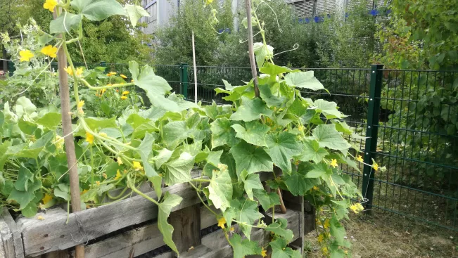 Campusgarten_Palettenbeet_Fotorechte_M_Grein
