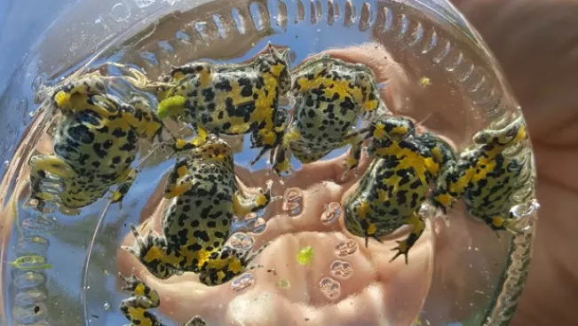 Kleine Gelbbauchunken ISF Foto Christopher Becher