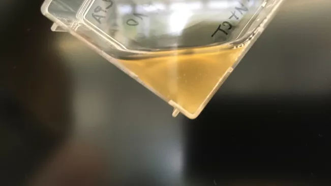 Experimental Models Mammalian Cell Culture