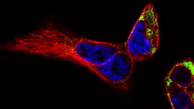 Functional Cell Analytics Morphology and Dynamics