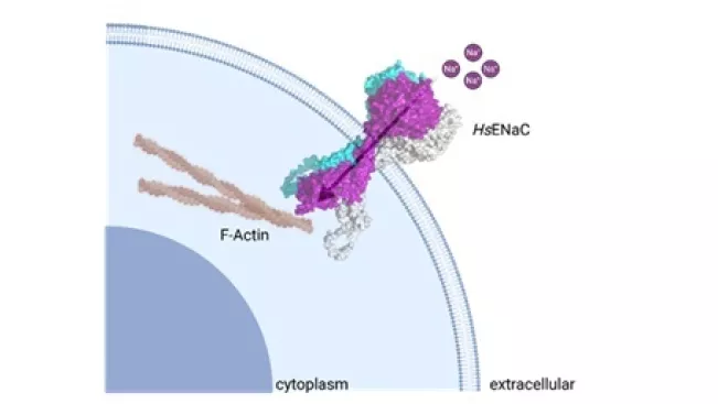 ENaC.jpg
