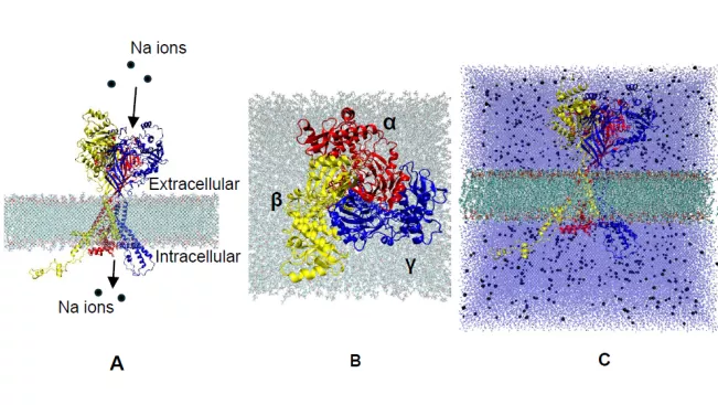 Exploring the structural dynamics and potential gating mechanisms of the Epithelial Sodium Ion Channel (ENaC)