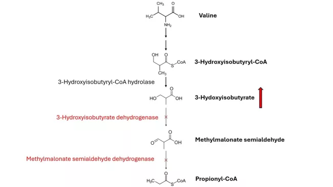 Disorders of Human Valine Catabolism – Key Metabolites and Pathomechanisms