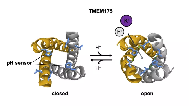 Ionenkanals TMEM175 Foto Jan Hendrik Krumbach und Magnus Behringer, AG Hamacher, TU Darmstadt