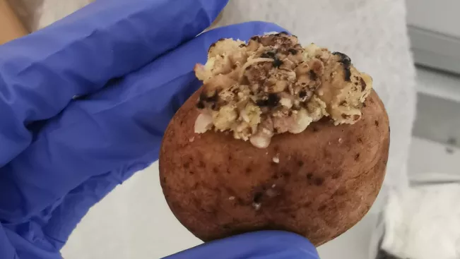 Kartoffelknolle mit Wucherung_ Foto Vermeeren