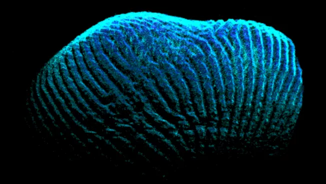 3d_fingerabdruck_c1_2021_foto_alexander_kirfel.png (DE)